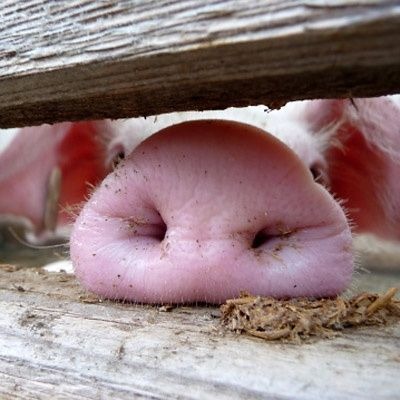 süßes Schweinchen.jpg